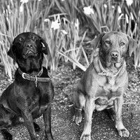 Lottie & Tilly